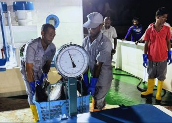 މިފްކޯއިން ފުވައްމުލައް ސިޓީ ބަނދަރުން މަސްގަންނަން ފަށައިފި